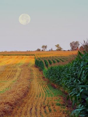 Moonset Over Fields 18162