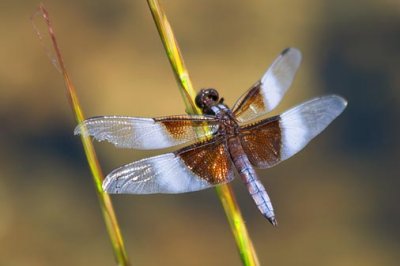 Dragonfly 18202