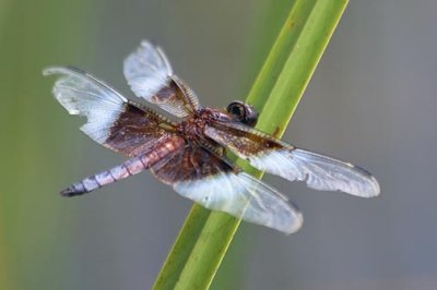 Dragonfly 17972