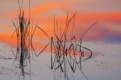 River Grass In Sunrise Reflection 20080822