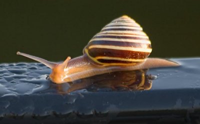 Snail On A Rail 20080825