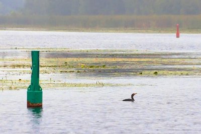 Cormorant In The Scugog River 18774