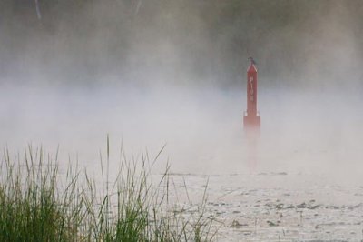 Kingfisher On A Channel Marker 18726