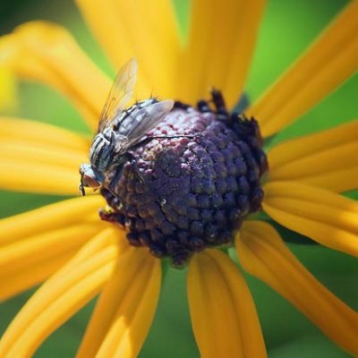 Fly On A Black-eyed Susan 18843