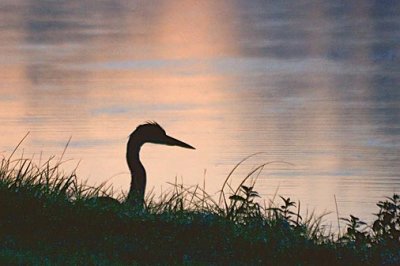 Heron Head Silhouette 19295