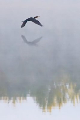 Cormorants of Ontario