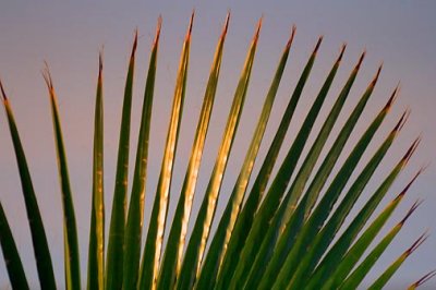 Palm Frond 33218
