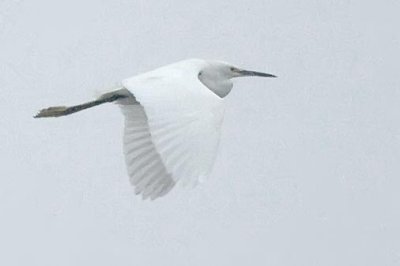 Flying Egret In Fog 33454