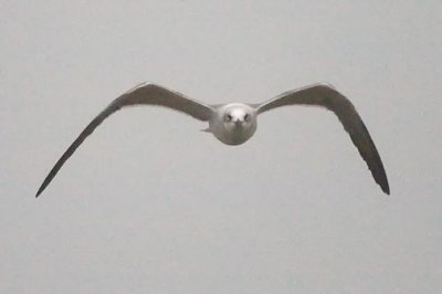 Gull In Flight 33478