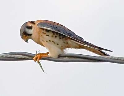 Kestrel With A Catch 33979