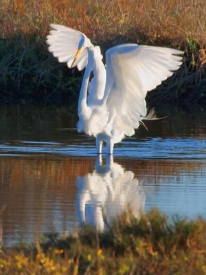 Egret Spreading Wings 34683