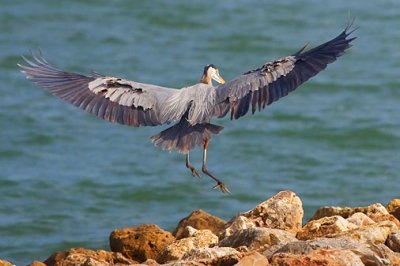 Heron Landing 34204