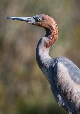 Reddish Egret 36094