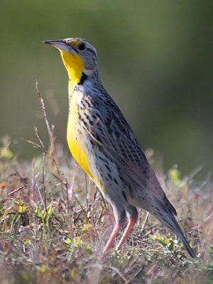 Meadowlark 36857