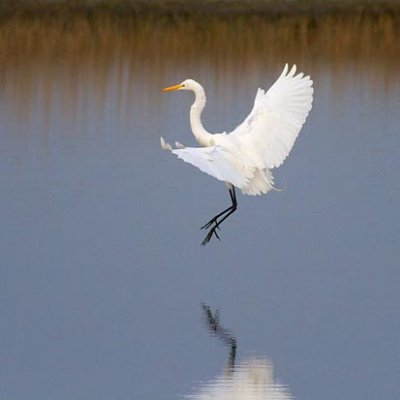 Egret Landing 36721