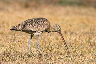 Long-billed Curlew 37288