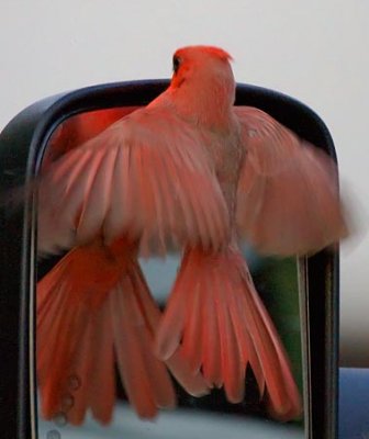 Cardinals of Texas