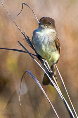 Eastern Phoebe 20090207