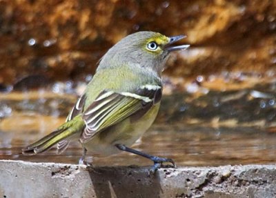 White-eyed Vireo 41038