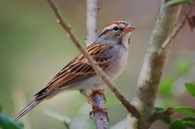 Chipping Sparrow 41081