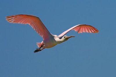 Roseate Spoonbill In Flight 43204