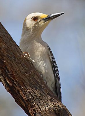 Woodpeckers of Texas