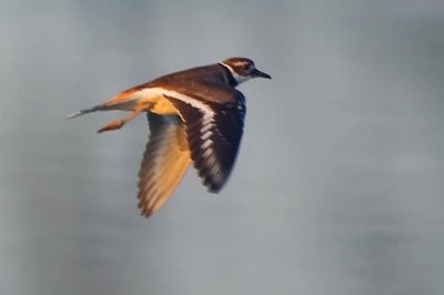 Killdeer In Flight 20090321