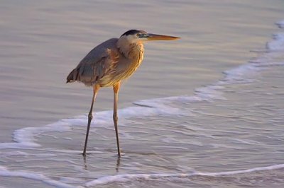 Heron In The Surf 43249