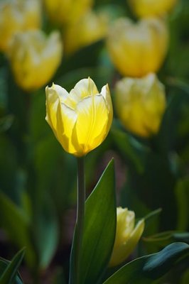 Backlit Yellow Tulip 48098