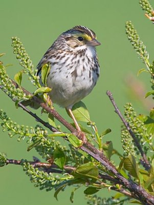 Savannah Sparrow 48433