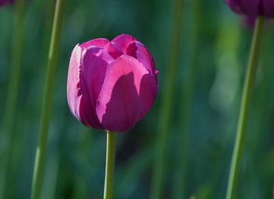 Purple Tulip 48822