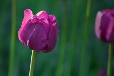 Purple Tulip 48823