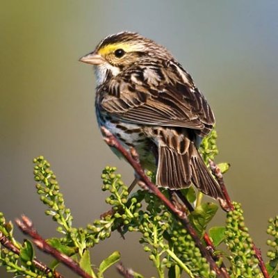Savannah Sparrow 48438