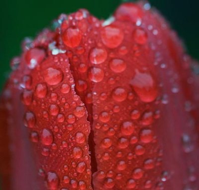 Wet Tulip 49231