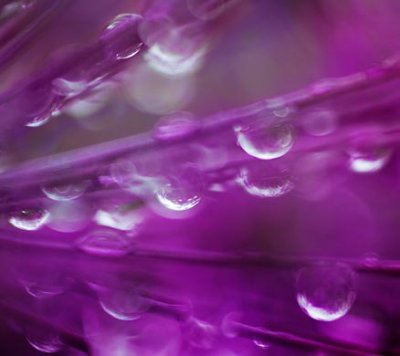 Raindrops Inside A Purple Flower 20090609