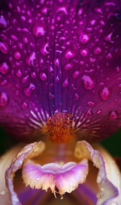 Wet Purple Iris 00716-7