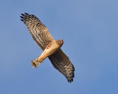 Hawk In Flight 52413