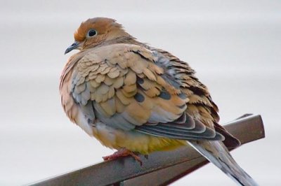 Mourning Dove 52437