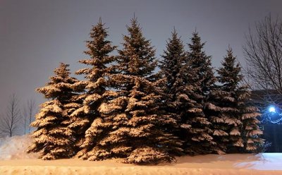 Snow-Laden Trees 11712-4