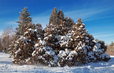 Snowy Arboretum Trees 11901