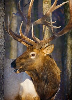 Elk Among Trees 52468
