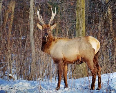 Elk In Snow 20091222