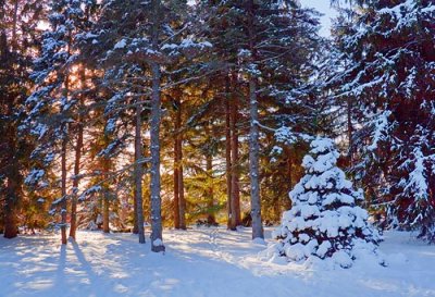 Arboretum Trees In Snow 11904