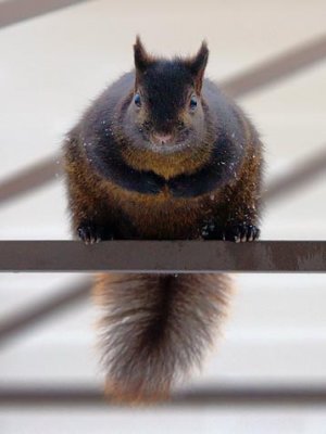 Chubby Squirrel 20091231