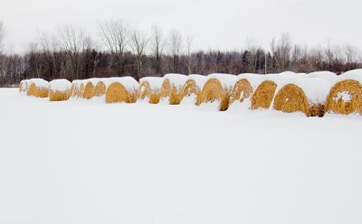 Snow-Covered Bales 12547