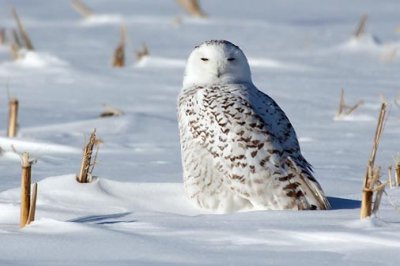 Snowy Owl 12610