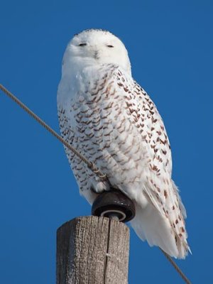 Snowy Owl 12589