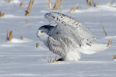 Snowy Owl 52552
