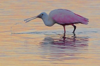 Roseate Spoonbill At Sunrise 4486