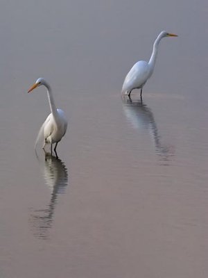 Two Egrets In Predawn 4470